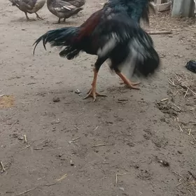 байсы хораз