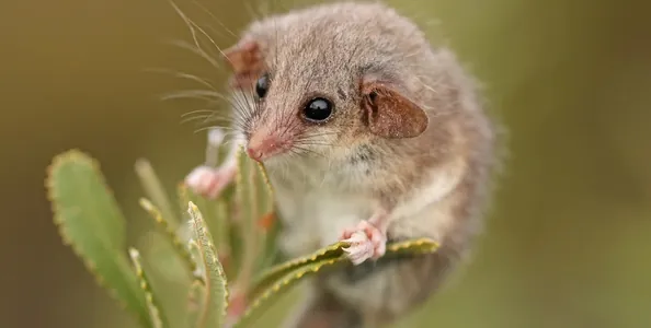 В Австралии обнаружены следы скрытой популяции самого маленького опоссума