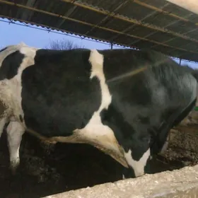 golsteyn smental gatys okuz