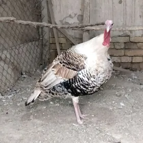 ой хайванлар