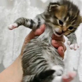 Шотландский вислаушки котята