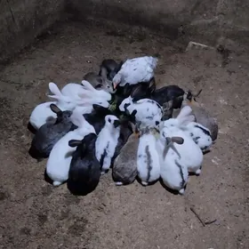 Кролики домашние