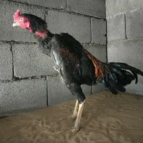 Ташыкен хороз