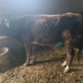 8 aýlyk bogaz sygyr