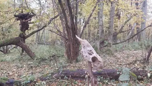В лесах Польши обнаружили скрытое веками средневековое городище