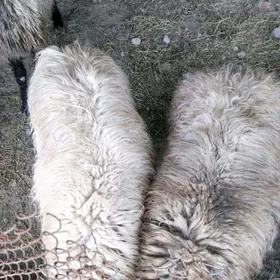 2 sany goç biçilmedik