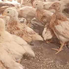 Lohman brown jüýje