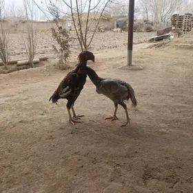 taskent paroda towuk