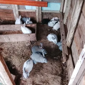 ARASSA WELİKAN BEÇLERİ SATLYK