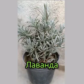 цветы для дома и улицы