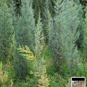 ÝOLKA ARIZON KIPARIS