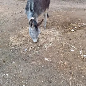 ешек уркачы