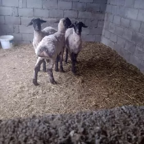 goyun işşek gapyda bakylyp dur