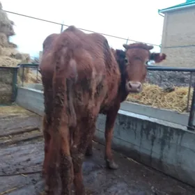 саглык сыгыр