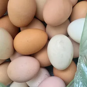 Lehman sendi yumurtga