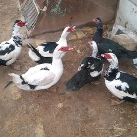 indawutga gaz ördek