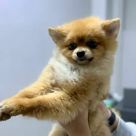 шпиц.карликовый