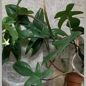 филодендрон, спатифиллум