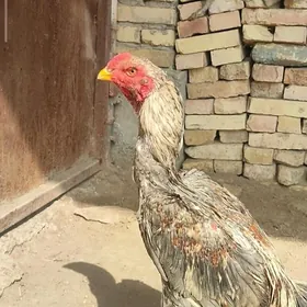 Baýsow horas tohum Özbek nňň