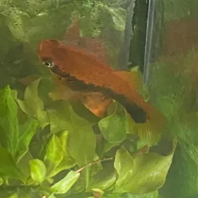 меченосцы взрослые