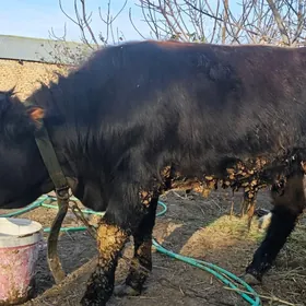 Göle öküzçe öküz