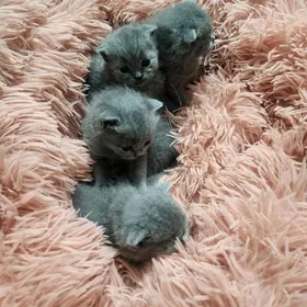 Шотландские котята