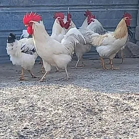 Horaz Adler, Susseks