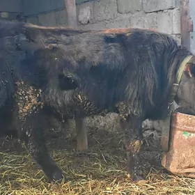 Göle öküzçe öküz