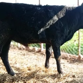 Баклык окуз