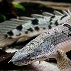 Полиптерус (морской дракон)