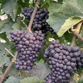 ertebişer üzüm şitil