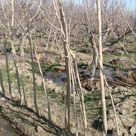 yolka çynar gül roza miwel bag