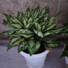 Аглаонема Даймонд