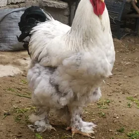 Paroda Tawuk yumurtga