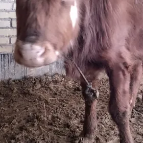 яшын алан окуз