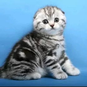 sotlan paroda pisikler