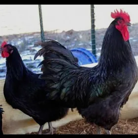 Jeriski gigant гигант