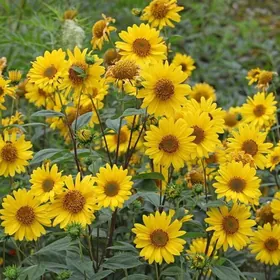 семена гелиопсиса