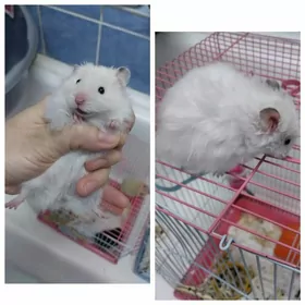 домашние хомяки