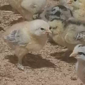 жуже болгар