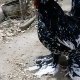 карлик солтанка мрамр