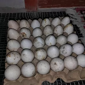 Индюк Юмуртга