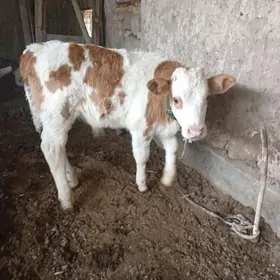 флекви окузче