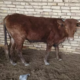 Окуз бичилен