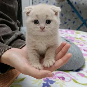 Şatlan weslauh cisty paroda