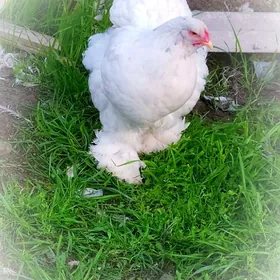 ak brama yumurtgasy bar