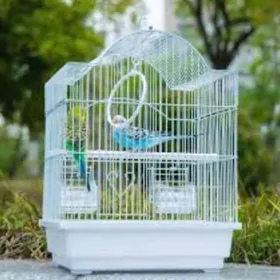 Popugay+ kletklar imleri