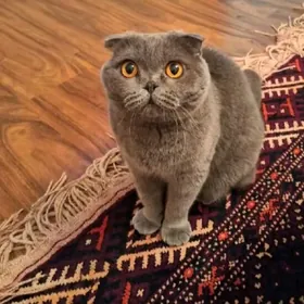 Шотландский кошках Шотландски