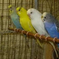 Волнистые попугаи и клетка