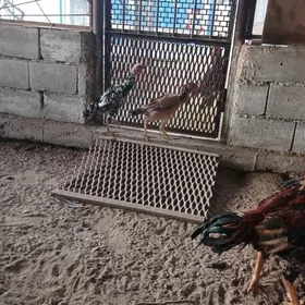 taskent baysov ymurtka